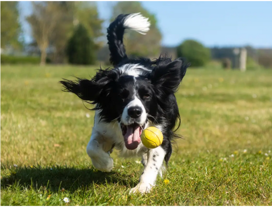 5 Ways to Tire Out Your High-Energy Dog